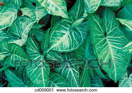 Leaves View Large Photo Image Stock Image - Leaves. Fotosearch