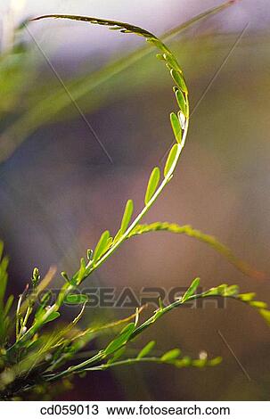 Leaves View Large Photo Image Stock Image - Leaves. Fotosearch