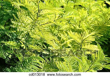 Leaves View Large Photo Image Stock Photo - Leaves. Fotosearch