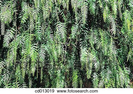 Leaves View Large Photo Image Stock Photo - Leaves. Fotosearch