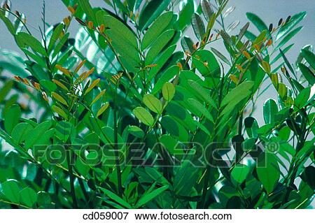 Leaves View Large Photo Image Stock Photo - Leaves. Fotosearch