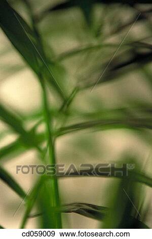 Leaves View Large Photo Image Stock Photo - Leaves. Fotosearch