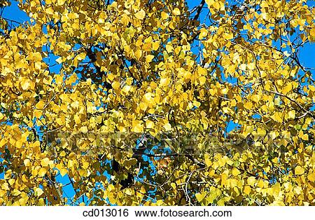 Leaves View Large Photo Image Stock Photograph - Leaves. Fotosearch
