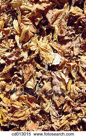 Leaves View Large Photo Image Stock Photography - Leaves. Fotosearch