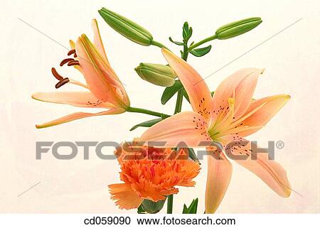 Lilies View Large Photo Image Stock Image - Lilies. Fotosearch