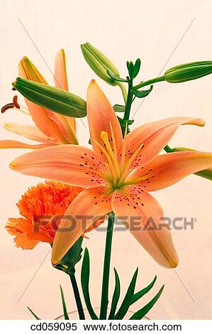 Lilies View Large Photo Image Stock Photography - Lilies. Fotosearch