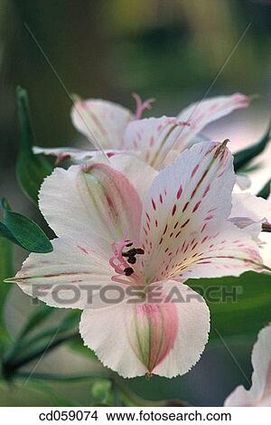 Picture - Lily of the Incas (Alstroemeria sp. ). Fotosearch