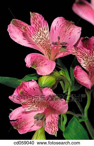 Lily of the Incas (Alstroemeria sp. ) View Large Photo Image Stock Image - Lily of the Incas (Alstroemeria sp. ). Fotosearch