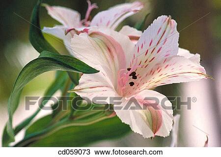 Lily of the Incas (Alstroemeria sp. ) View Large Photo Image Stock Image - Lily of the Incas (Alstroemeria sp. ). Fotosearch