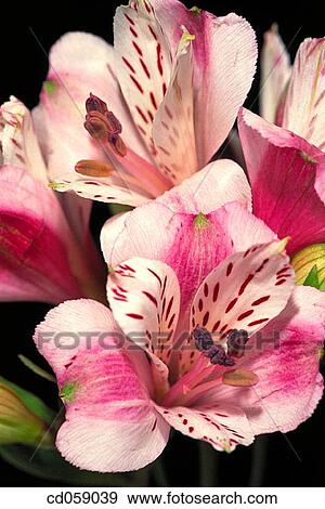 Lily of the Incas (Alstroemeria sp. ) View Large Photo Image Stock Photo - Lily of the Incas (Alstroemeria sp. ). Fotosearch
