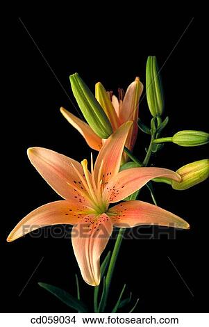 Picture - Lily. Fotosearch