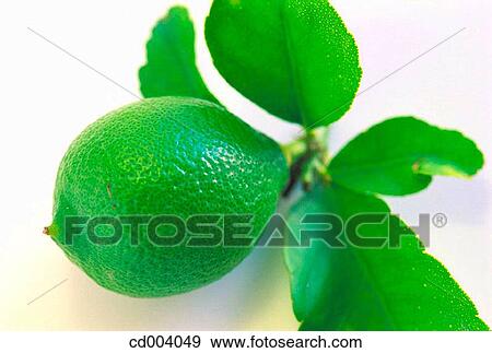 Lime View Large Photo Image Stock Photo - Lime. Fotosearch