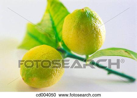 Limes View Large Photo Image Stock Image - Limes. Fotosearch