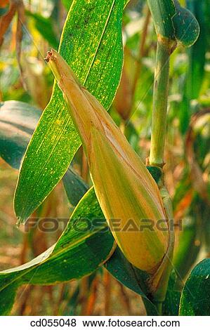 Maize growing in field. Punjab. India View Large Photo Image Stock Photo - Maize growing in field. Punjab. India. Fotosearch