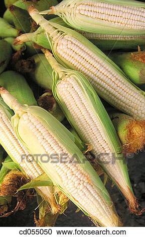 Maize View Large Photo Image Stock Image - Maize. Fotosearch