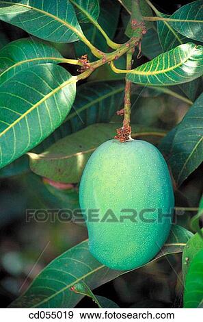 Mango View Large Photo Image Stock Photo - Mango. Fotosearch