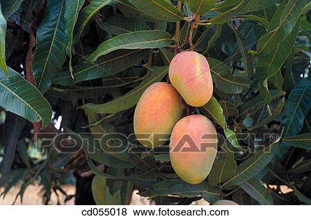 Mangoes View Large Photo Image Stock Photo - Mangoes. Fotosearch
