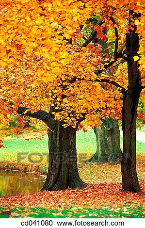 Stock Image - Maschteich. Hannover. Lowe Saxony. Germany. Fotosearch