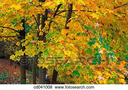 Stock Photo - Maschteich. Hannover. Lowe Saxony. Germany. Fotosearch