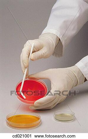 Microbiology. Quality control of food and drinks View Large Photo Image Stock Image - Microbiology. Quality control of food and drinks. Fotosearch