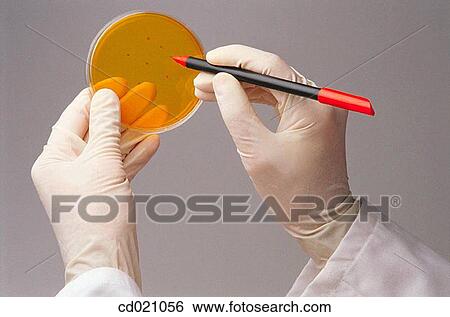 Microbiology View Large Photo Image Stock Photograph - Microbiology. Fotosearch