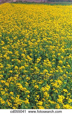 Mustard fields. Uttar Pradesh. India View Large Photo Image Stock Image - Mustard fields. Uttar Pradesh. India. Fotosearch