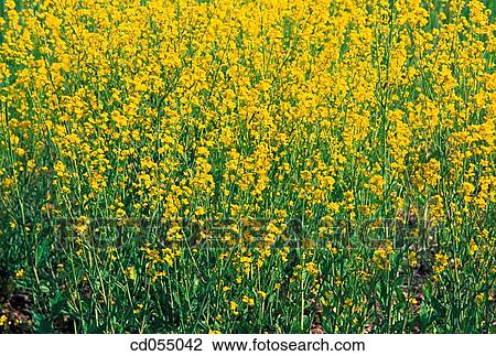 Mustard flower. Sikkim. India View Large Photo Image Stock Image - Mustard flower. Sikkim. India. Fotosearch