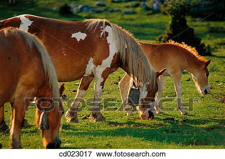 Navarre. Spain View Large Photo Image Stock Photo - Navarre. Spain. Fotosearch