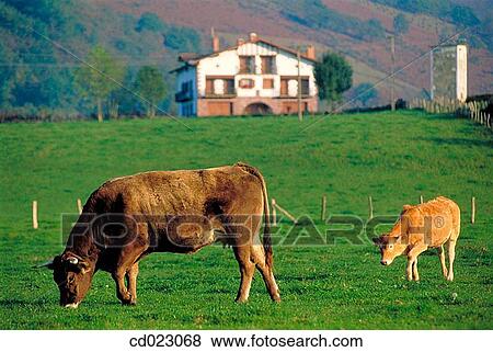 Navarre. Spain View Large Photo Image Stock Photo - Navarre. Spain. Fotosearch