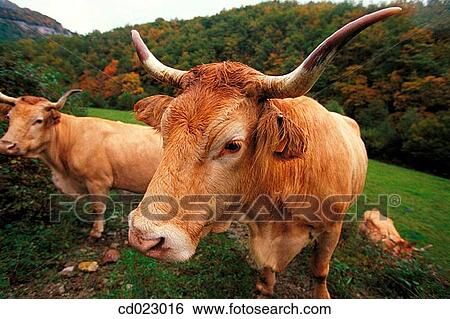 Navarre. Spain View Large Photo Image Stock Photograph - Navarre. Spain. Fotosearch