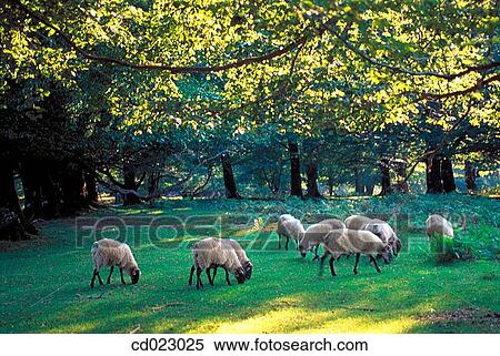 Stock Photography - Navarre. Spain. Fotosearch