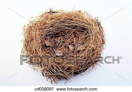 Nest View Large Photo Image Stock Photo - Nest. Fotosearch