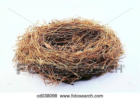 Nest View Large Photo Image Stock Photo - Nest. Fotosearch