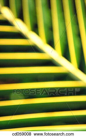 Palm View Large Photo Image Stock Photo - Palm. Fotosearch