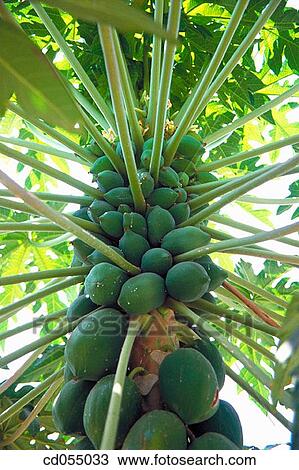 Stock Image - Papayas. India. Fotosearch