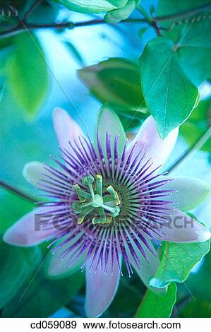 Passion-flower View Large Photo Image Stock Photo - Passion-flower. Fotosearch