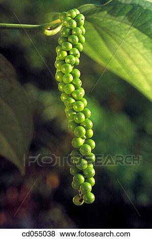 Pepper. South India View Large Photo Image Stock Photo - Pepper. South India. Fotosearch