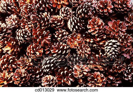 Pine cones View Large Photo Image Stock Photo - Pine cones. Fotosearch