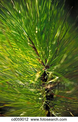 Pine View Large Photo Image Stock Image - Pine. Fotosearch