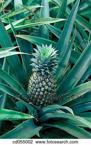 Stock Image - Pineapple. Karnataka. India. Fotosearch