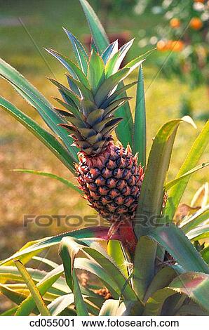 Pineapple. Maharashtra. India View Large Photo Image Stock Image - Pineapple. Maharashtra. India. Fotosearch
