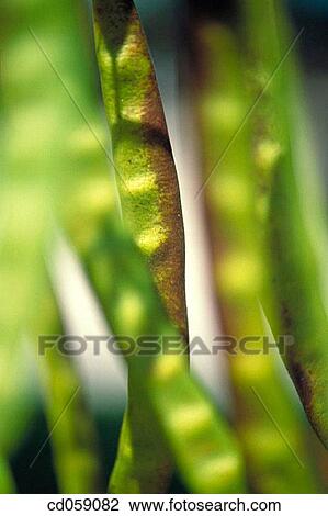 Stock Image - Pods. Fotosearch