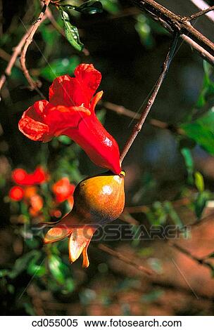 Pomegranate. Ganpatipule. Maharashtra. India. View Large Photo Image Stock Photography - Pomegranate. Ganpatipule. Maharashtra. India.. Fotosearch