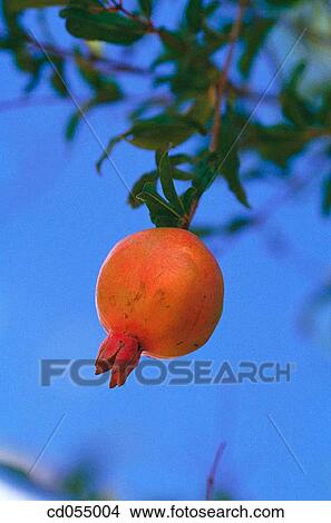Pomegranate. India View Large Photo Image Picture - Pomegranate. India. Fotosearch