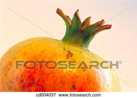 Pomegranate View Large Photo Image Stock Photo - Pomegranate. Fotosearch
