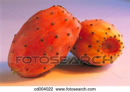 Prickly pears View Large Photo Image Stock Image - Prickly pears. Fotosearch
