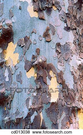 Raw of tree View Large Photo Image Stock Photo - Raw of tree. Fotosearch