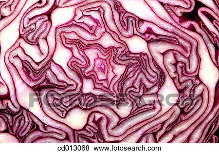 Red cabbage View Large Photo Image Stock Photo - Red cabbage. Fotosearch