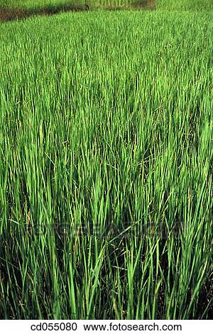 Rice field. Karnataka. India View Large Photo Image Stock Image - Rice field. Karnataka. India. Fotosearch