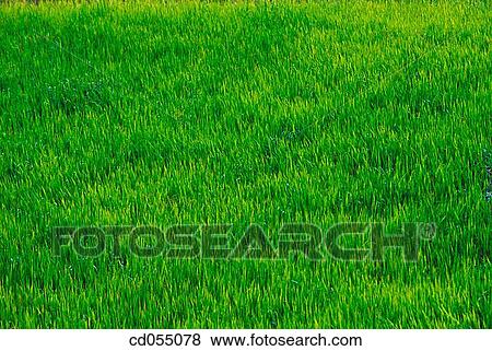 Rice field. Rajasthan. India View Large Photo Image Stock Photo - Rice field. Rajasthan. India. Fotosearch